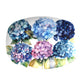 Decorative floral serving platter with blue and pink hydrangea flowers on a white background