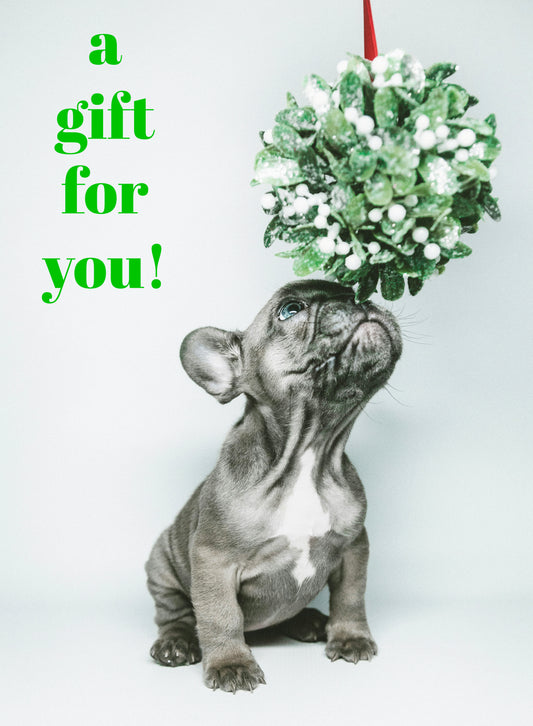 E-gift card for dog owners for custom personalized pet supplies and accessories. Grey dog with mistletoe