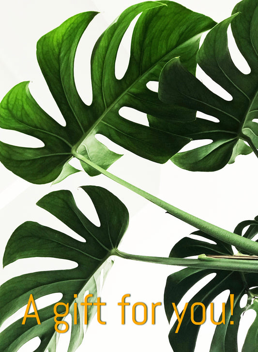 All Occasion E Gift Cards to send by email the same day. E Card features monstera leaves