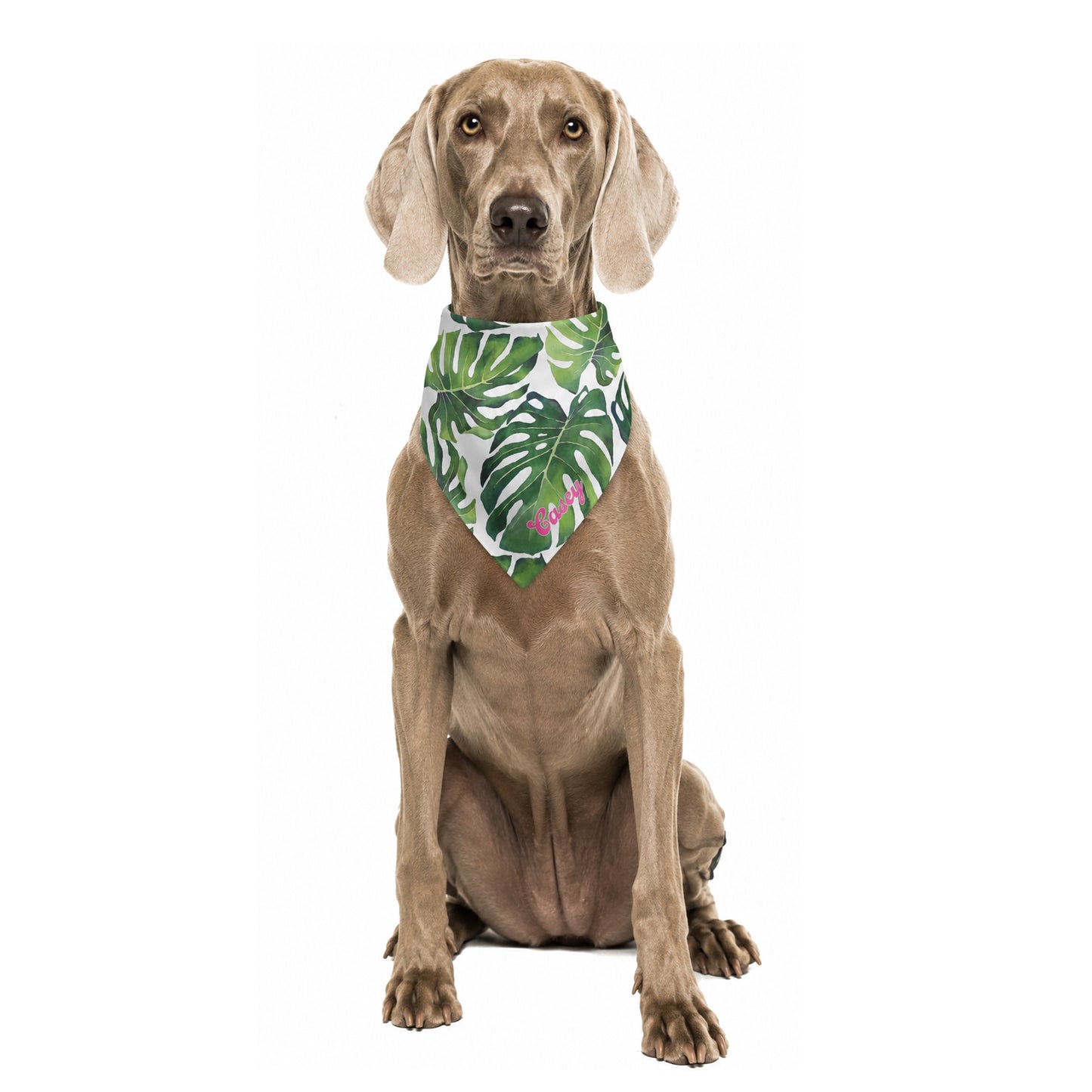 Dog wearing a personalized green monstera leaf-patterned dog bandana on a white background