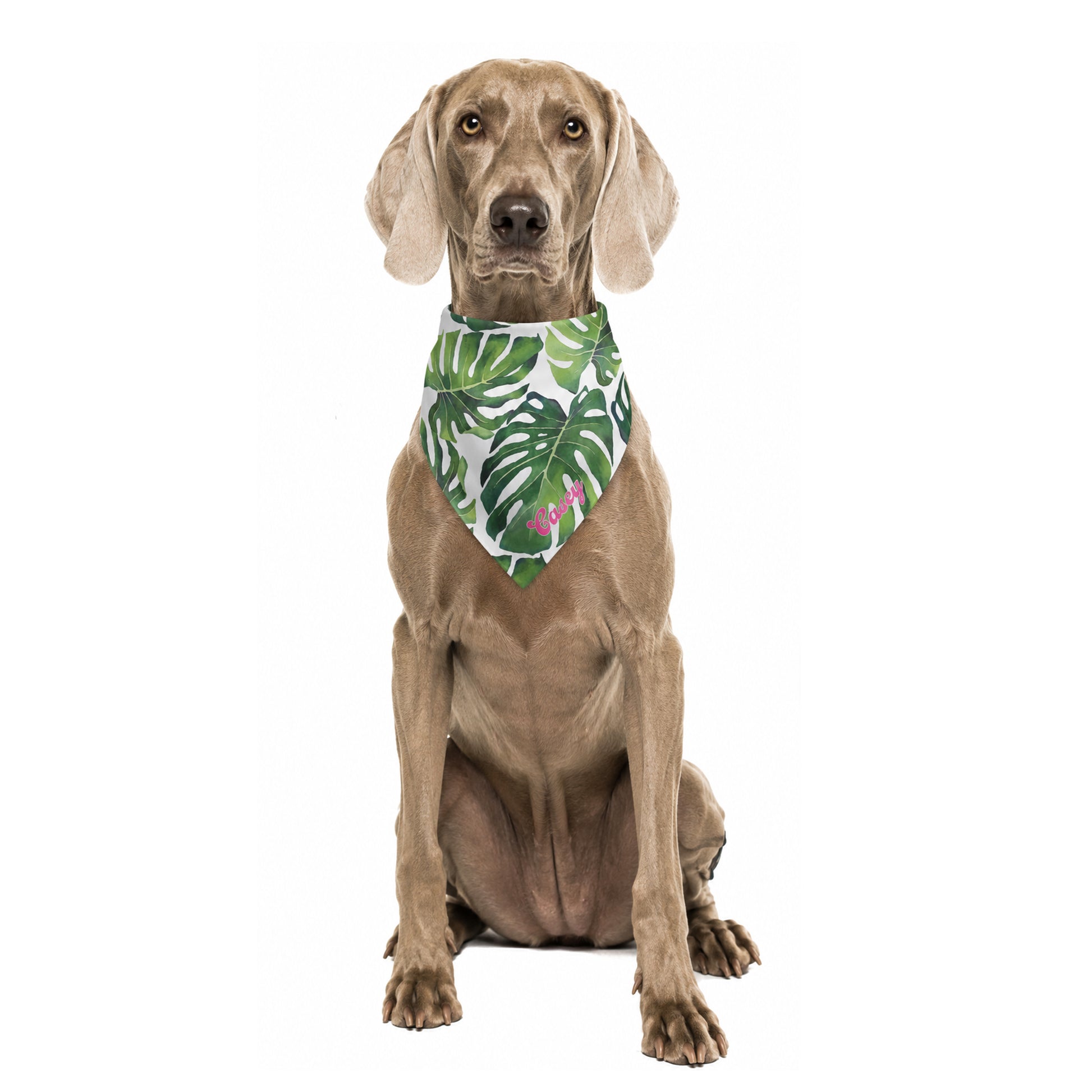 Dog wearing a personalized green monstera leaf-patterned dog bandana on a white background