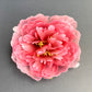 Large Pink Peony Flower Brooch Pin 